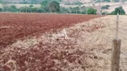 Foto 4 de Fazenda/Sítio com 2 Quartos à venda, 500m² em Setor Central, Ouro Verde de Goiás