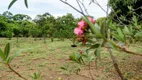 Foto 14 de Fazenda/Sítio com 3 Quartos à venda, 27000m² em Jardim Primavera 2 Etapa, Anápolis