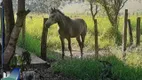 Foto 24 de Fazenda/Sítio com 3 Quartos à venda, 5m² em Zona Rural, São Simão