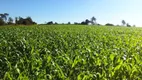 Foto 12 de Fazenda/Sítio com 1 Quarto à venda, 1100000m² em Zona Rural, São Gotardo