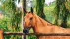 Foto 6 de Fazenda/Sítio à venda, 350000m² em Centro, Chã Grande