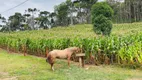 Foto 12 de Lote/Terreno à venda, 100000m² em Bateias de Baixo, Campo Alegre