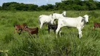 Foto 4 de Fazenda/Sítio com 7 Quartos à venda em , Bonfinópolis de Minas