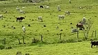 Foto 3 de Fazenda/Sítio com 2 Quartos à venda, 1m² em URURAI, Campos dos Goytacazes