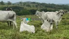 Foto 18 de Fazenda/Sítio com 1 Quarto à venda, 221m² em Rural, Curvelo