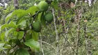 Foto 15 de Fazenda/Sítio à venda, 54700m² em Zona Rural, Marmelópolis