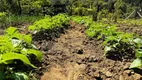 Foto 40 de Fazenda/Sítio à venda, 6300m² em Zona Rural, Tijucas do Sul