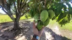 Foto 34 de Fazenda/Sítio com 4 Quartos à venda, 400m² em Chácaras Primavera, São Pedro