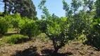 Foto 30 de Fazenda/Sítio com 4 Quartos à venda, 250m² em Bateias, Campo Largo