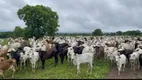 Foto 5 de Fazenda/Sítio com 4 Quartos à venda, 4000m² em Setor Central, Arraias