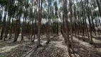 Foto 25 de Fazenda/Sítio com 3 Quartos à venda, 500m² em Zona Rural, Saltinho