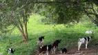 Foto 6 de Fazenda/Sítio à venda, 5m² em Zona Rural, São Miguel do Passa Quatro