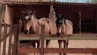 Foto 5 de Fazenda/Sítio com 4 Quartos à venda, 20000m² em Area Rural do Recanto das Emas, Brasília