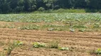 Foto 12 de Fazenda/Sítio com 4 Quartos à venda, 100000m² em Area Rural de Patos de Minas, Patos de Minas