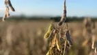 Foto 4 de Fazenda/Sítio à venda, 15000m² em Verdinho, Criciúma