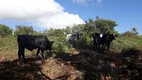 Foto 6 de Fazenda/Sítio com 3 Quartos à venda, 70000m² em Centro, Ceará Mirim