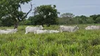 Foto 12 de Fazenda/Sítio à venda, 6135000m² em Zona Rural, Santo Antônio do Leverger