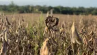 Foto 6 de Fazenda/Sítio à venda, 15000m² em Verdinho, Criciúma