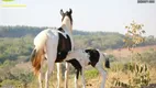 Foto 41 de Fazenda/Sítio com 4 Quartos à venda, 397622m² em Zona Rural, Bela Vista de Goiás