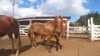 Foto 25 de Fazenda/Sítio com 7 Quartos para alugar, 200m² em Suzana, Brumadinho