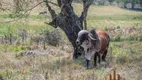 Foto 7 de Fazenda/Sítio com 1 Quarto à venda, 10m² em Centro , Piedade dos Gerais