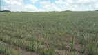 Foto 5 de Fazenda/Sítio com 3 Quartos à venda, 44000m² em Centro, Touros