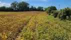 Foto 9 de Lote/Terreno à venda, 77000m² em Iguaçu, Fazenda Rio Grande