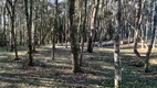 Foto 6 de Fazenda/Sítio com 3 Quartos à venda, 5000m² em Campo Largo da Roseira, São José dos Pinhais