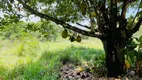 Foto 10 de Fazenda/Sítio com 3 Quartos à venda, 9560m² em Area Rural de Novo Gama, Novo Gama