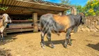 Foto 6 de Fazenda/Sítio com 5 Quartos à venda, 210000m² em Jardim ABC de Goias, Cidade Ocidental