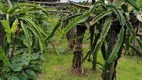 Foto 21 de Fazenda/Sítio com 2 Quartos à venda, 170000m² em Zona Rural, Monte Alegre de Minas