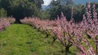 Foto 48 de Fazenda/Sítio à venda, 196800m² em Linha 28, Gramado