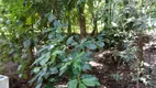 Foto 27 de Fazenda/Sítio com 4 Quartos à venda, 10000m² em , Cruzeiro do Sul