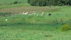 Foto 9 de Fazenda/Sítio com 1 Quarto à venda, 200m² em , Imaruí