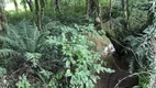 Foto 9 de Fazenda/Sítio com 3 Quartos à venda, 60m² em Centro, Bocaiúva do Sul