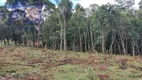 Foto 13 de Lote/Terreno à venda, 5000m² em Bateias de Baixo, Campo Alegre