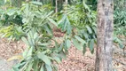 Foto 9 de Fazenda/Sítio com 4 Quartos à venda, 10000m² em Zona Rural, Corumbá de Goiás