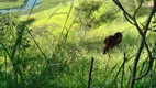 Foto 6 de Fazenda/Sítio à venda, 7000m² em Canaa, Jambeiro