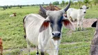 Foto 13 de Fazenda/Sítio à venda, 120000m² em Centro, Lagoa de Pedras