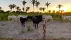 Foto 4 de Fazenda/Sítio à venda, 2000m² em Ponta Negra, Natal