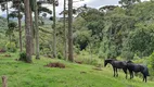 Foto 26 de Fazenda/Sítio com 5 Quartos à venda, 280m² em Borda do Campo, São José dos Pinhais