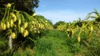 Foto 6 de Fazenda/Sítio com 3 Quartos à venda, 600m² em , Auriflama