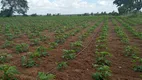 Foto 3 de Fazenda/Sítio com 3 Quartos à venda, 6000m² em Centro, Vera Cruz