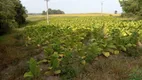 Foto 8 de Fazenda/Sítio com 3 Quartos à venda, 130000m² em , Antônio Olinto