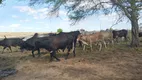 Foto 10 de Fazenda/Sítio com 3 Quartos à venda, 104000m² em Centro, Senador Elói de Souza