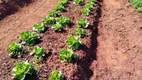 Foto 5 de Fazenda/Sítio à venda, 2100m² em Centro, Terezópolis de Goiás