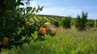 Foto 14 de Fazenda/Sítio com 3 Quartos à venda, 260000m² em Centro, Moeda