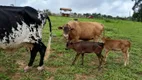 Foto 5 de Fazenda/Sítio com 4 Quartos à venda, 280000m² em Area Rural de Brazlandia, Brasília