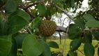 Foto 21 de Fazenda/Sítio à venda, 1230000m² em Centro, Jequitibá