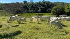 Foto 40 de Fazenda/Sítio com 7 Quartos à venda, 300m² em São José, Esmeraldas
